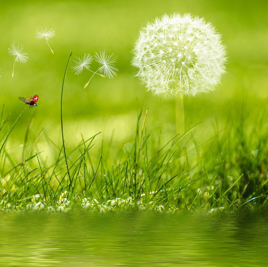 Green With Red Butterfly